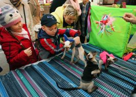 International Cat Show