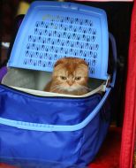 International Cat Show