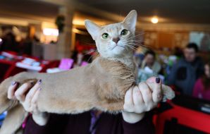 International Cat Show