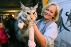 International Cat Show