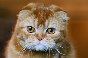 International Cat Show