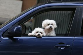 Собаки выглядывают из окна автомобиля