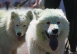 Dogs during the race