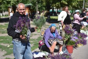 Sale of bouquets of herbs and flowers