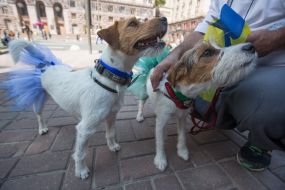 Jack-russel-terrier parade in Kiev