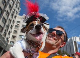 Jack-russel-terrier parade in Kiev
