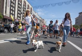 Jack Russell Terrier parade
