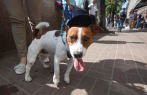 Jack-russel-terrier parade in Kiev
