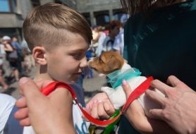 Jack-russel-terrier parade in Kiev