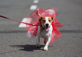 Jack-russel-terrier parade in Kiev