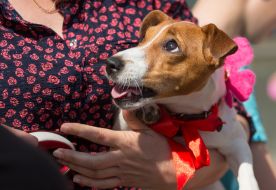 Собака породы джек-рассел-терьер