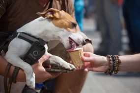 Jack-russel-terrier parade in Kiev