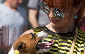 Jack-russel-terrier parade in Kiev