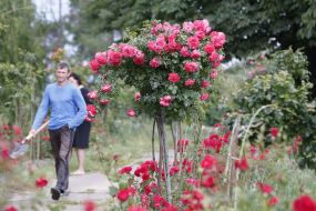 Rose Garden in Botanical Garden in Kyiv