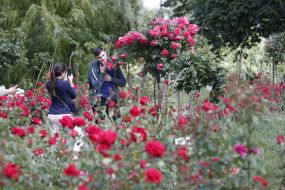Rose Garden in Botanical Garden in Kyiv