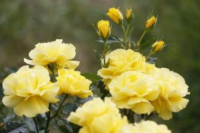 Rose Garden in Botanical Garden in Kyiv