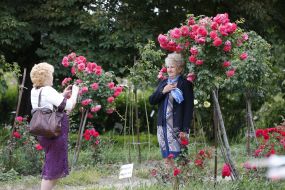 Rose Garden in Botanical Garden in Kyiv