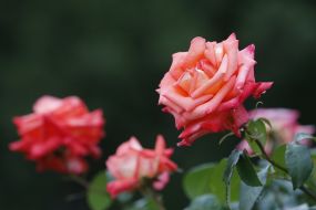 Rose Garden in Botanical Garden in Kyiv