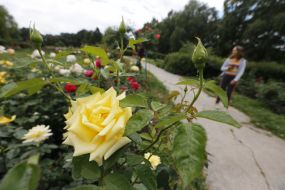 Rose Garden in Botanical Garden in Kyiv