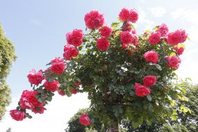 Rose Garden in Botanical Garden in Kyiv