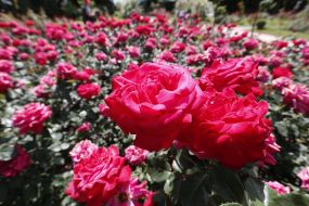 Rose Garden in Botanical Garden in Kyiv