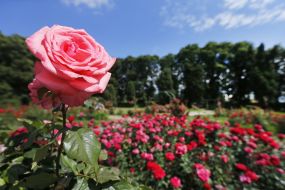 Rose Garden in Botanical Garden in Kyiv