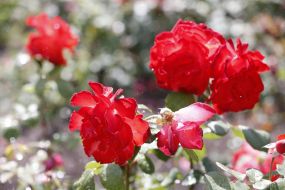 Rose Garden in Botanical Garden in Kyiv