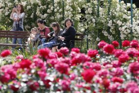 Rose Garden in Botanical Garden in Kyiv