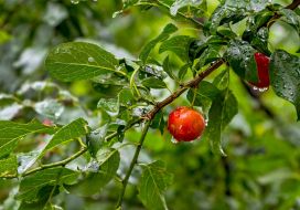 Rain drops on plum fruits