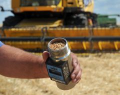 Агроном держит влагомер с пшеницей