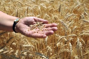 Агроном держит на ладони пшеницу