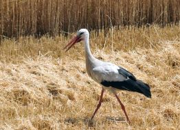 Stork