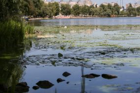 Flowering of water in the Dnieper