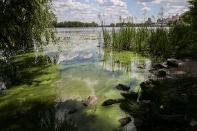 Flowering of water in the Dnieper