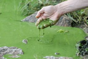 Flowering of water in the Dnieper