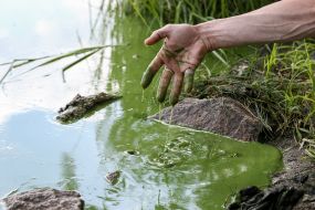 Flowering of water in the Dnieper