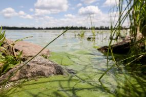 Flowering of water in the Dnieper