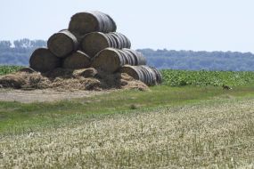 Hay