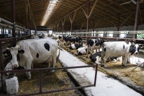 Livestock complex in Ternopil region
