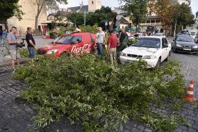 The tree fell on the car