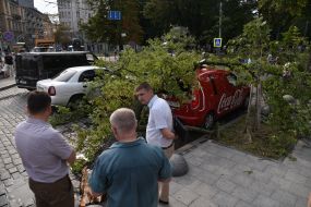 The tree fell on the car