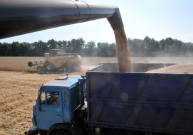 Комбайн разгружает пшеницу