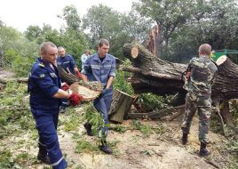 Rescuers have cleaned the emergency trees