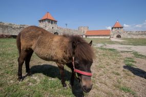 Pony near the fortress in Bendery