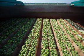 Barge with watermelons