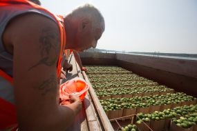 Barge with watermelons