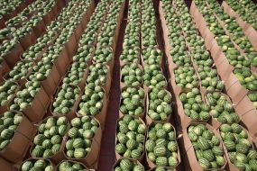 Barge with watermelons