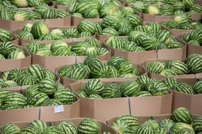 Barge with watermelons