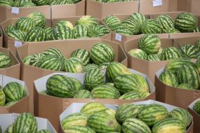 Barge with watermelons