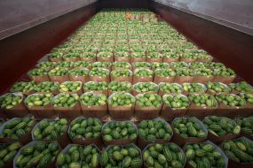 Barge with watermelons
